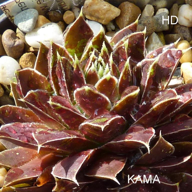 Kama / Jovi