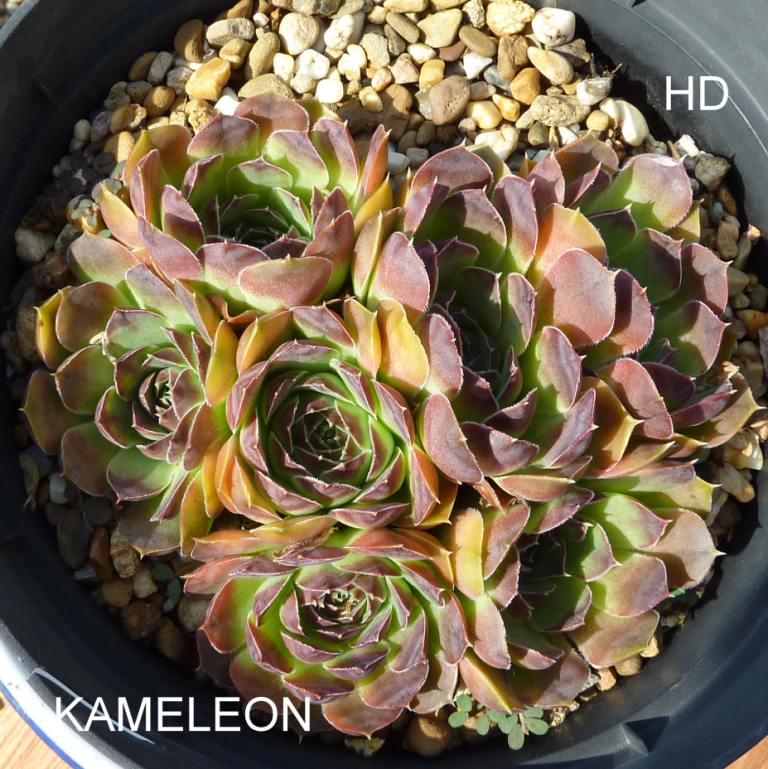 Kameleon / Jovi