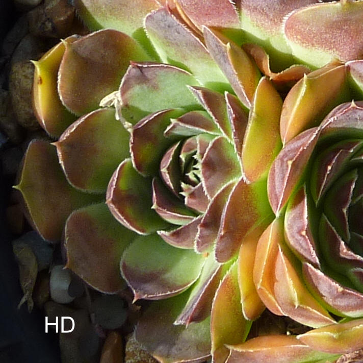 Kameleon / Jovi