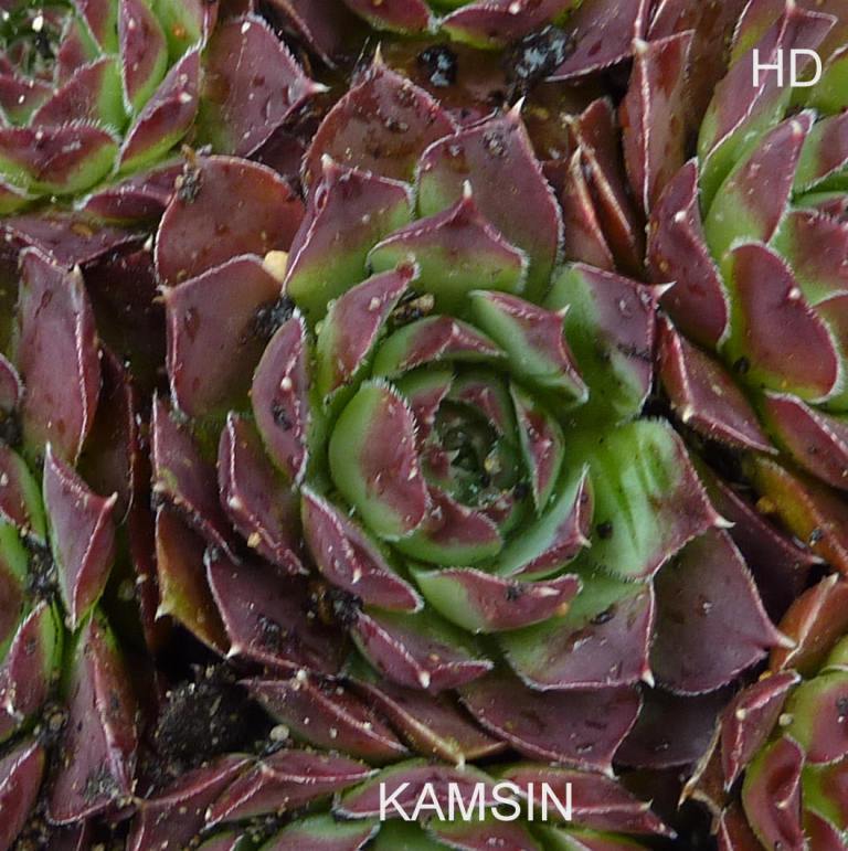 Kamsin / Jovi