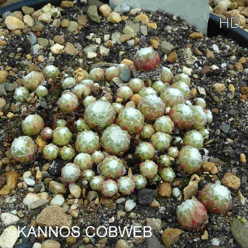 Kannos Cobweb
