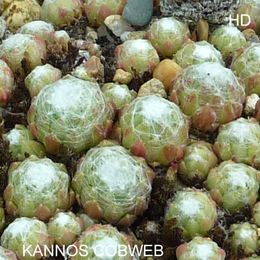 Kannos Cobweb