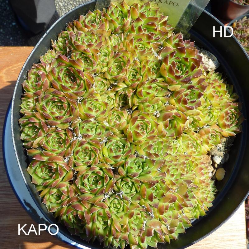 Kapo / Jovi