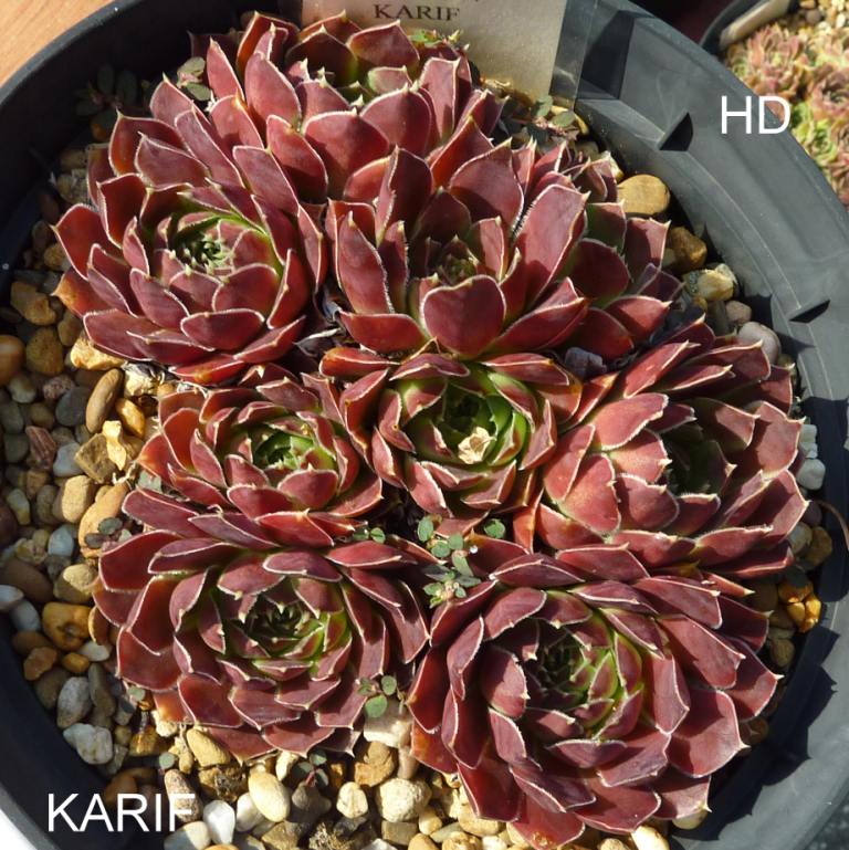 Karif / Jovi