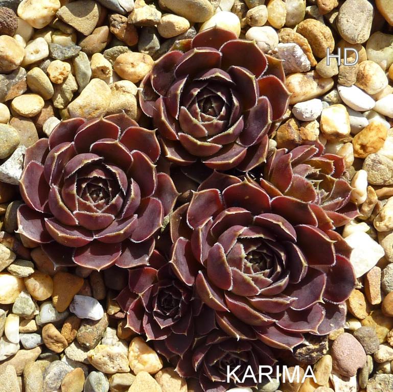 Karima / Jovi