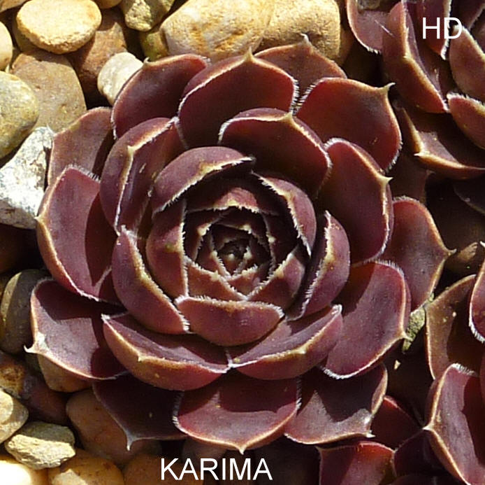Karima / Jovi