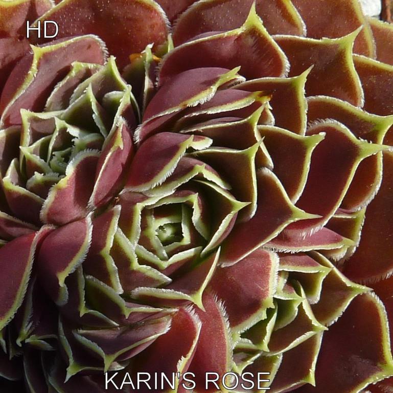 Karin's Rose / Jovi