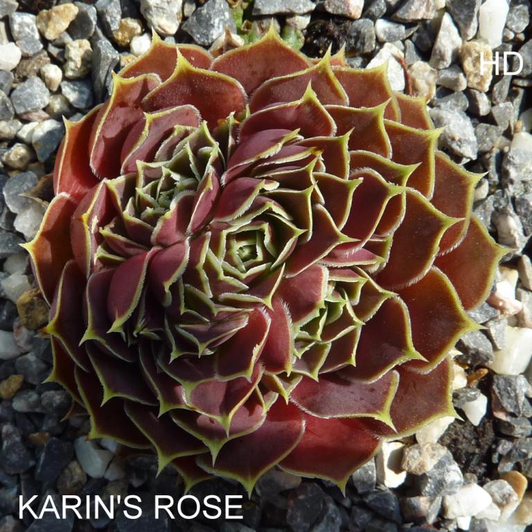 Karin's Rose / Jovi