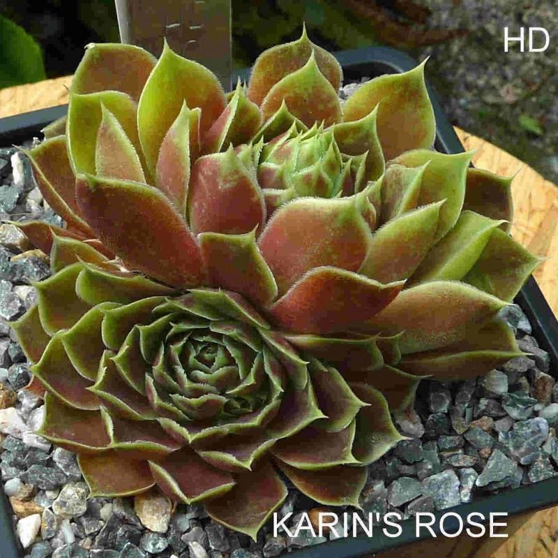Karin's Rose / Jovi