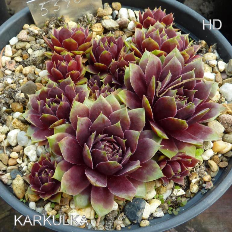 Karkulka