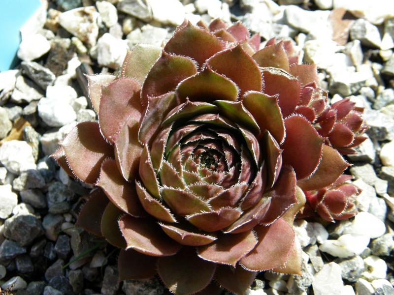Karkulka