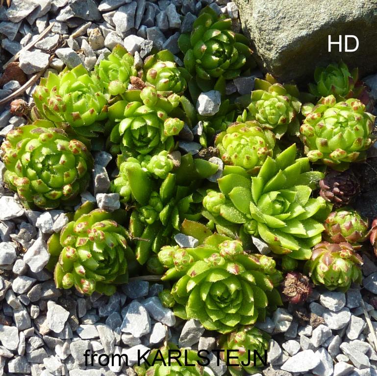 globiferum ssp. globiferum from Karlstejn