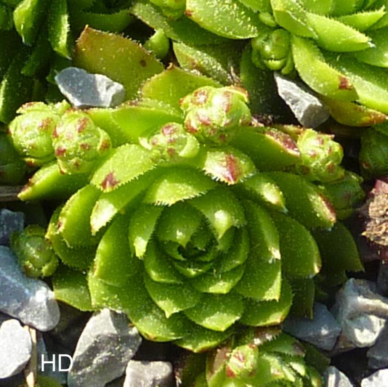 globiferum ssp. globiferum from Karlstejn