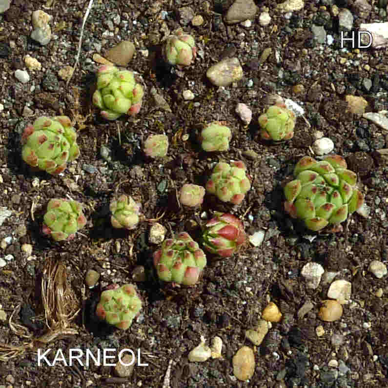 Karneol
