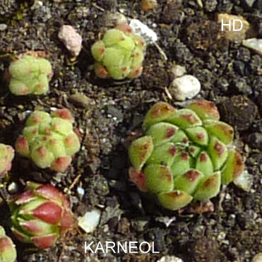 Karneol