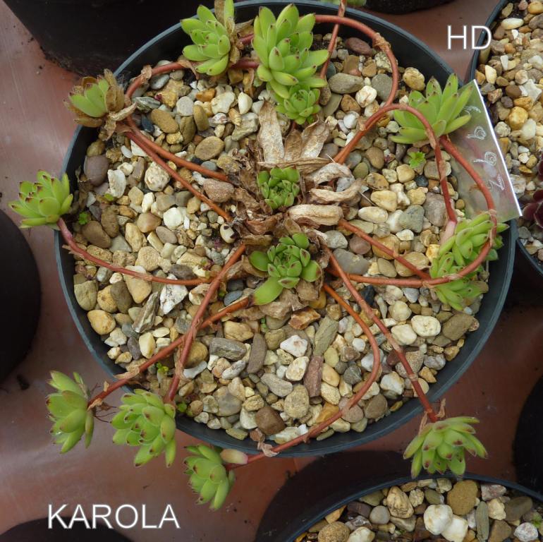 Karola