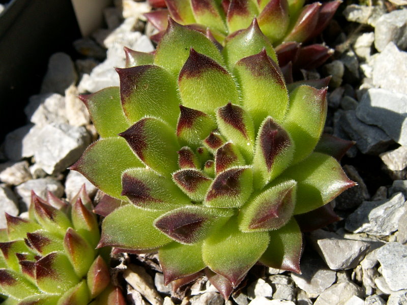 Karola