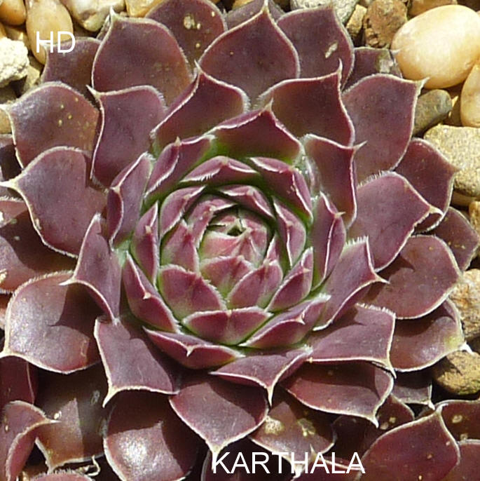 Karthala / Jovi