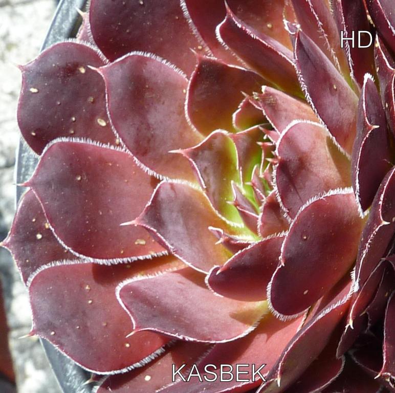 Kasbek /Jovi