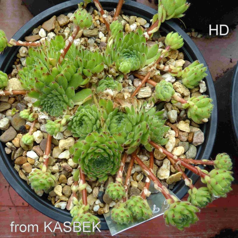 ciliosum from Kasbek