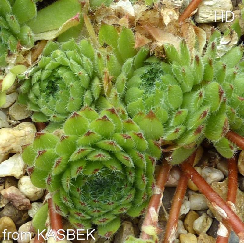 ciliosum from Kasbek