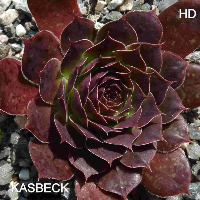 Kasbek /Jovi