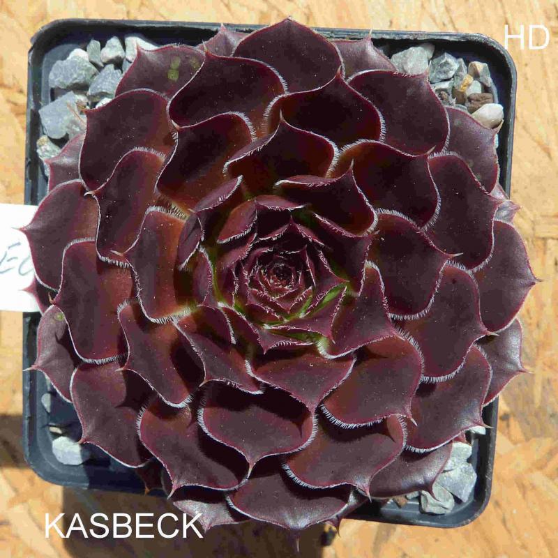 Kasbek /Jovi