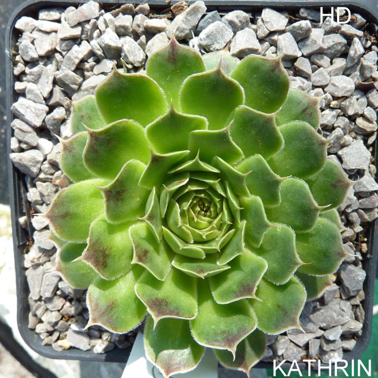 Kathrin / Jovi