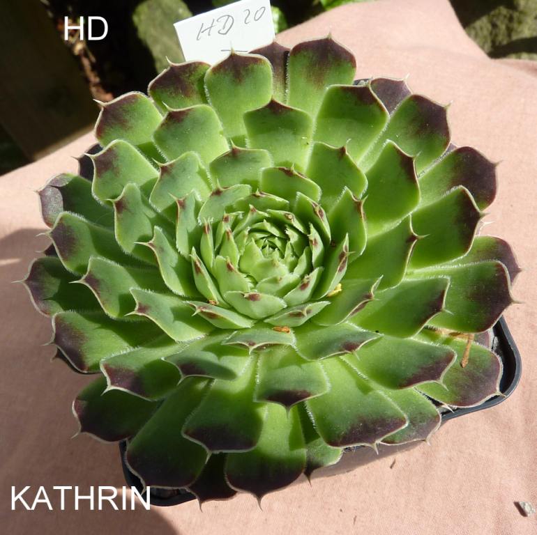 Kathrin / Jovi