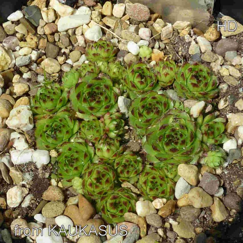 caucasicum from Kaukasus