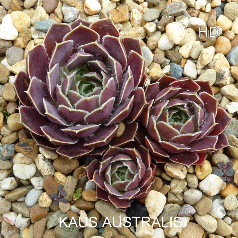 Kaus Australis / Jovi