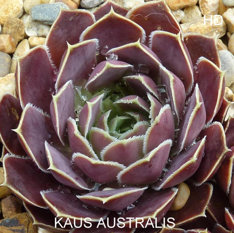 Kaus Australis / Jovi