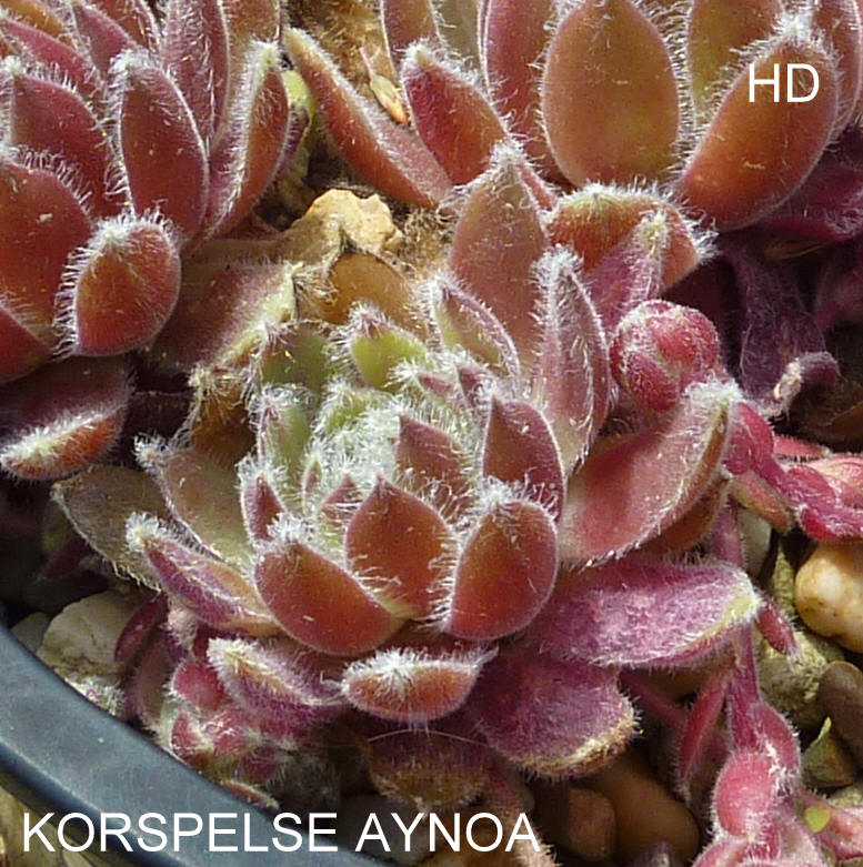 Korspelse Aynoa