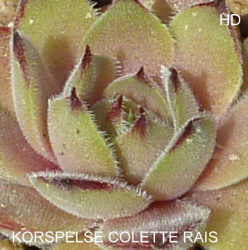 Korspelse Colette Rais