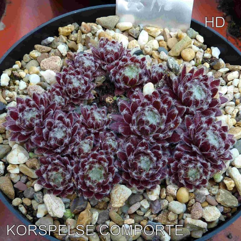 Korspelse Comporte