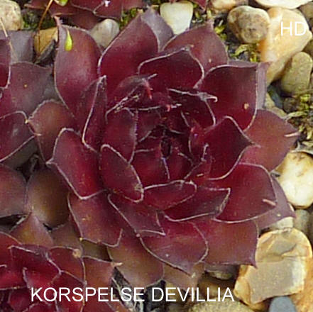 Korspelse Devillia