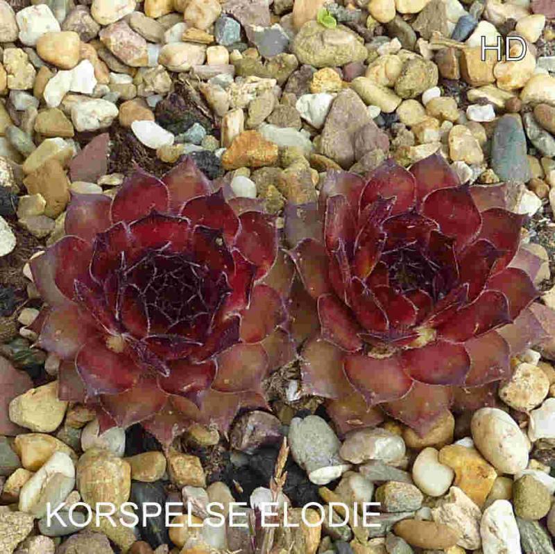 Korspelse Elodie