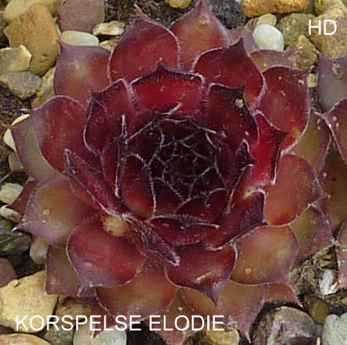 Korspelse Elodie