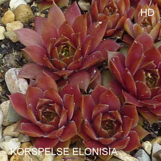Korspelse Elonisia