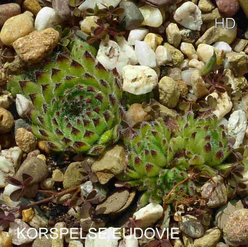 Korspelse Eudovie