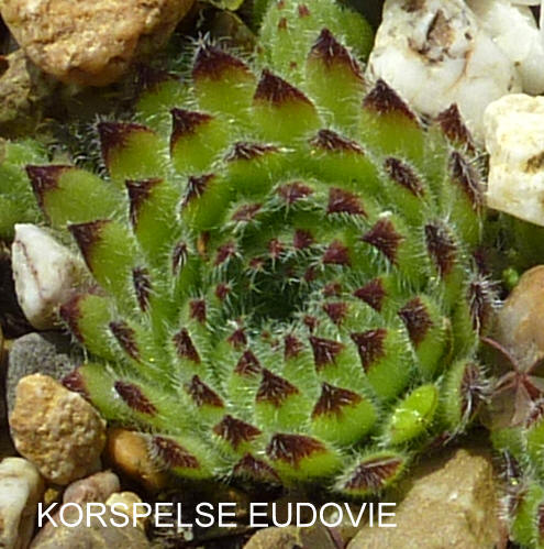 Korspelse Eudovie