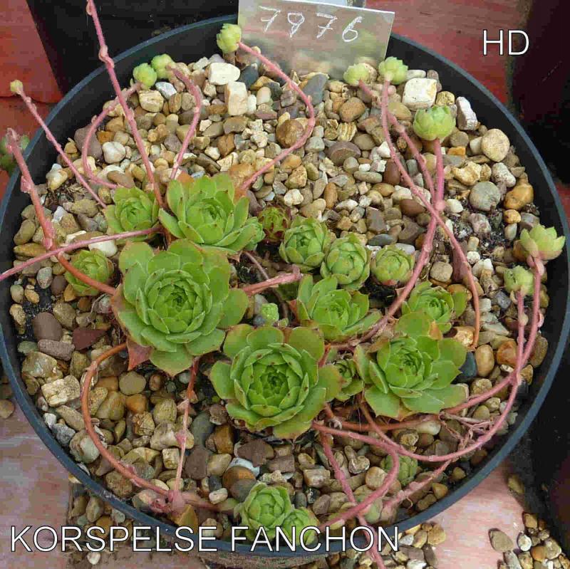 Korspelse Fanchon