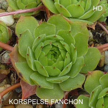 Korspelse Fanchon