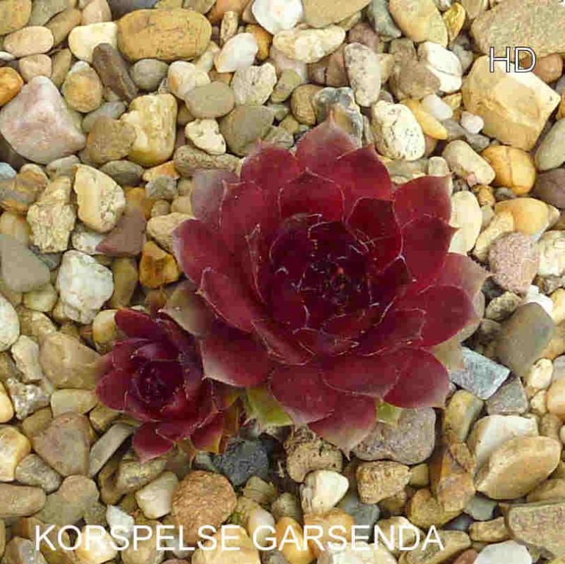 Korspelse Garsenda