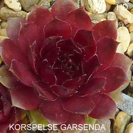 Korspelse Garsenda
