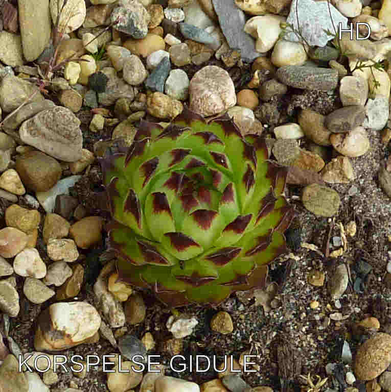 Korspelse Gidule