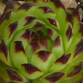 Korspelse Gidule