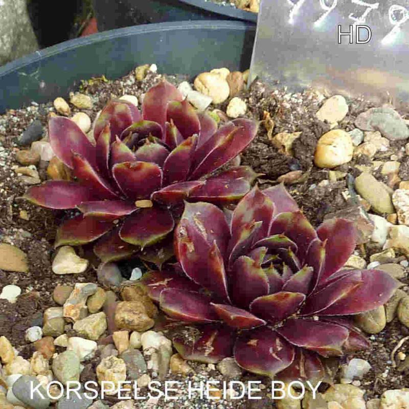 Korspelse Heide Boy
