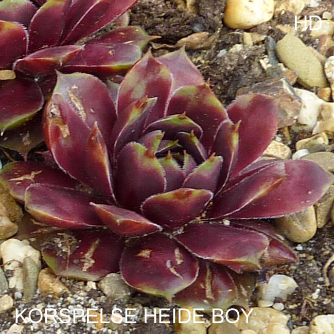 Korspelse Heide Boy