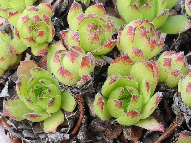 kiusianum